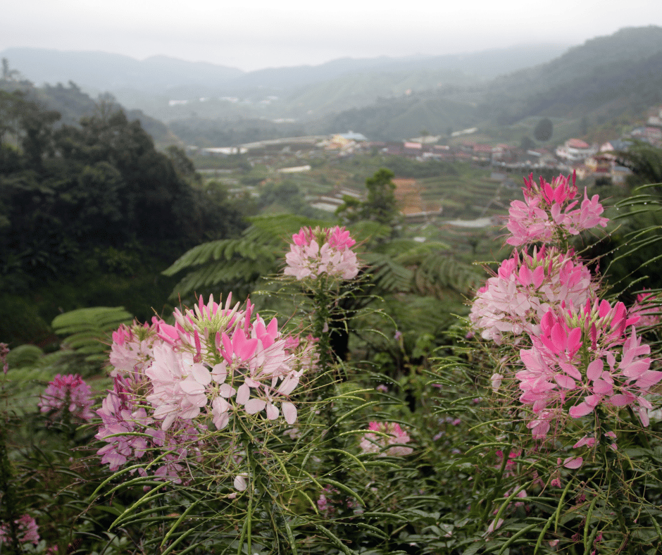 Cameron Highlands
